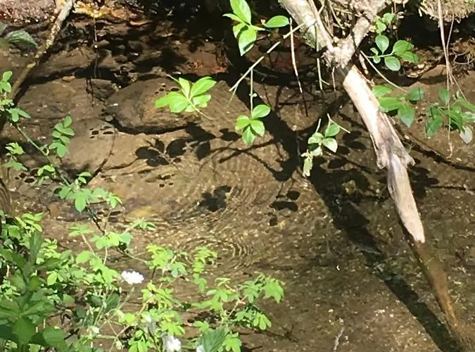 Dom wakacyjny Le Puech De Nalbe *